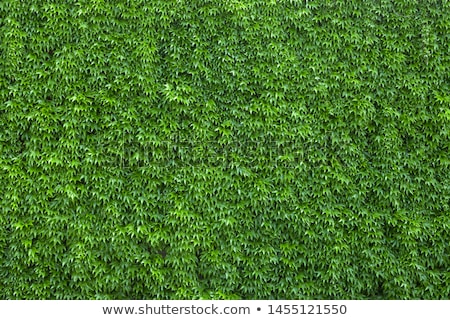 Stock photo: Ivy