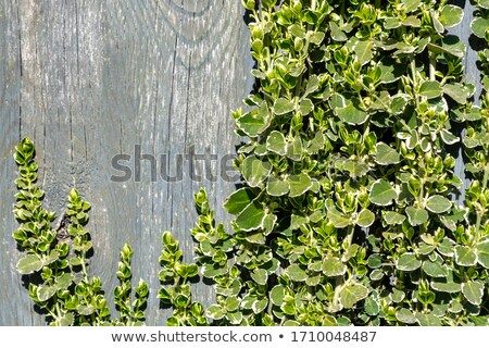 Zdjęcia stock: Spring Background Of Blank Wood Frame And Young Green Leaves On Light Blue Wooden Board Copy Space