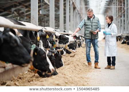 Stock fotó: Cows Feeding In Large Cowshed