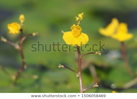 Foto stock: Flower Of Aquatic Bladderwort