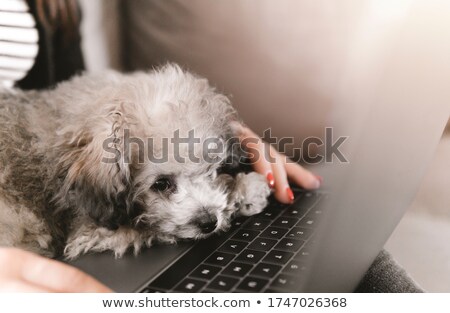 Stockfoto: Girl Legs With Poodle