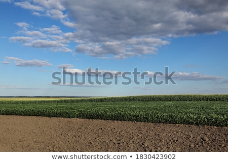 Сток-фото: Green Cultivated Soybean Field In Late Spring Or Early Summer