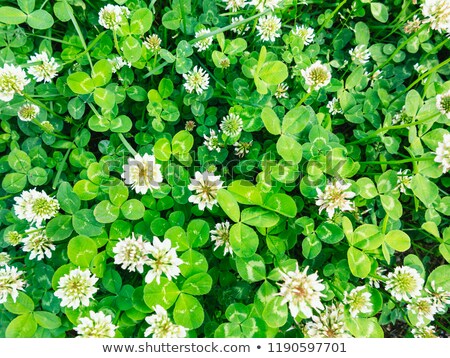 Stockfoto: Clover At Sunset