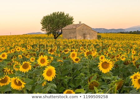 [[stock_photo]]: Village In Provence