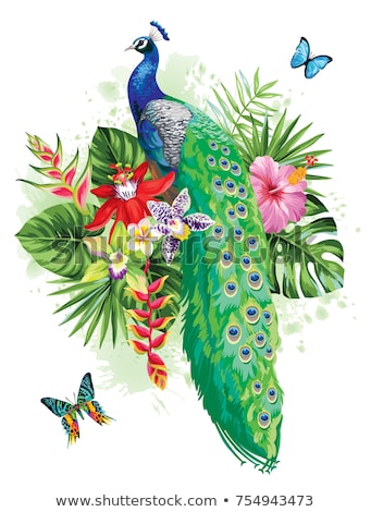 ストックフォト: Peacock Decorative Vector Illustration