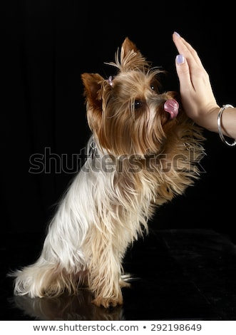 Stock fotó: Cute Yorkshire Terrier Give A Five In A Black Photo Studio