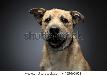 Foto stock: Brown Color Wired Hair Mixed Breed Dog In A Grey Studio