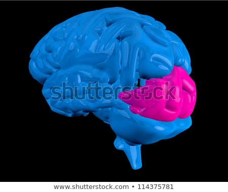 Stockfoto: Brain Lobe Active Neurons