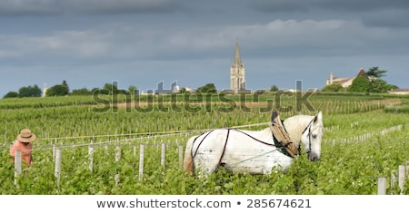 Stock photo: Labour Vineyard With A Draft Horse Saint Emilion France