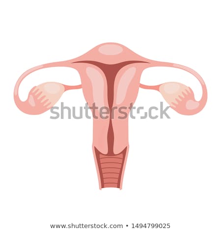 ストックフォト: Female Reproductive Organs Background