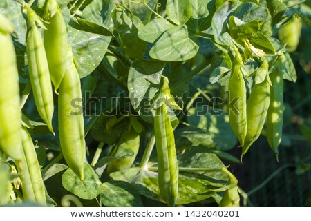 Stock foto: Green Pea Growing On Grid Field