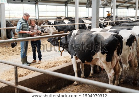 Foto stock: Two Workers Of Dairy Farm Scrolling Through Online Offers Of Food For Livestock