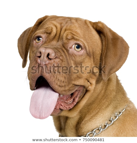 ストックフォト: Studio Shot Of An Adorable Boxer And A Dogue De Bordeaux