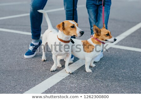 Zdjęcia stock: Two Dogs With Unrecognizable Owners On Leashes Have Walk Outdoor Pose At Asphalt At Street Mother