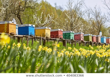 Zdjęcia stock: Colorful Bee Hives