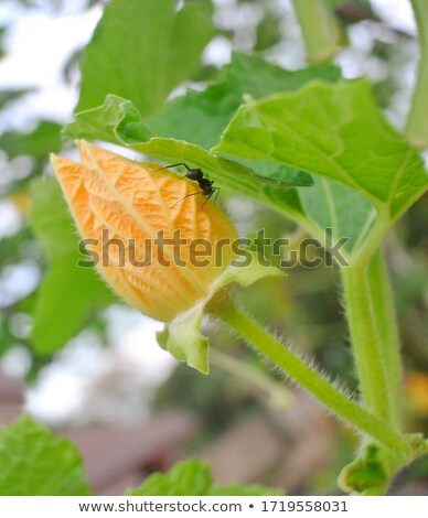 Stockfoto: Advice From Agricultural Consultant