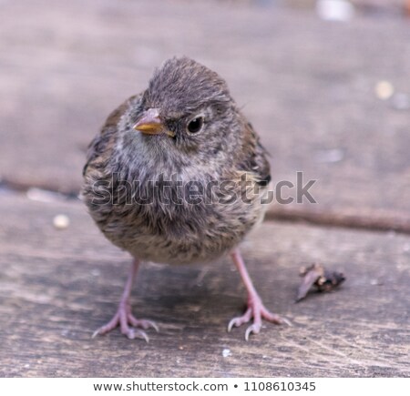 Stock fotó: Dark Eyed Junco Baby Chick