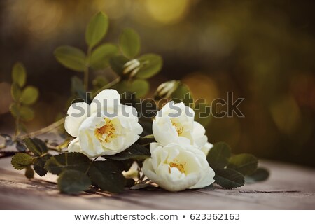 [[stock_photo]]: Ogrose · blanche