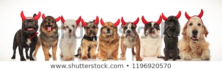 Foto stock: Nine Cute Little Devils Panting Together