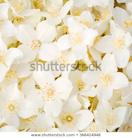 Foto d'archivio: White Jasmine Flowers In The Bush