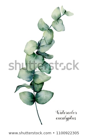 Foto d'archivio: Watercolor Modern Decorative Element Eucalyptus Round Green Leaf Wreath Greenery Branches Garlan