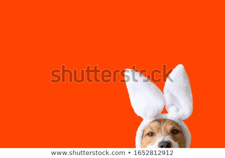 商業照片: Bunny Dog Easter