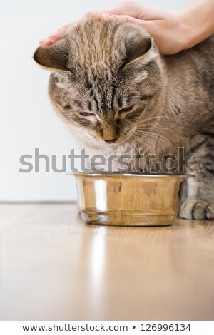 Foto stock: Female Hand Caress Young Tabby Cat Near Its Bowl At Home