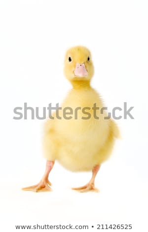 Stok fotoğraf: Yellow Fluffy Duckling