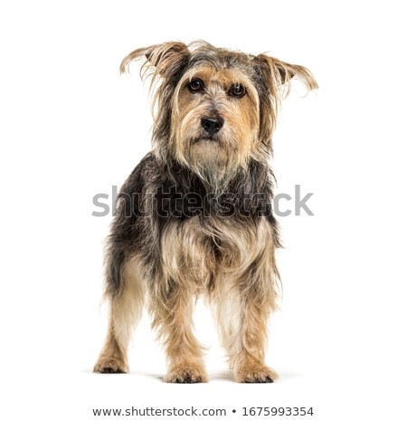 Stock photo: Mixed Breed Yorkshire Terrier