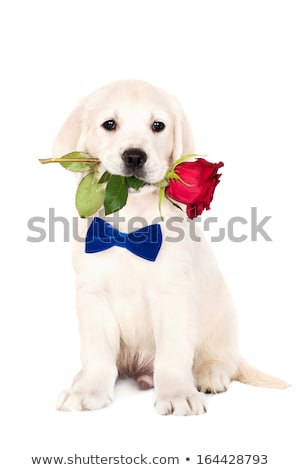 Imagine de stoc: Sweet Golden Retriever In A White Studio Background Holding Ball