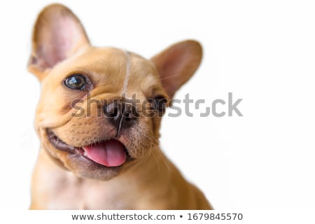 商業照片: West Highland White Terrier Posing In A Photo Studio