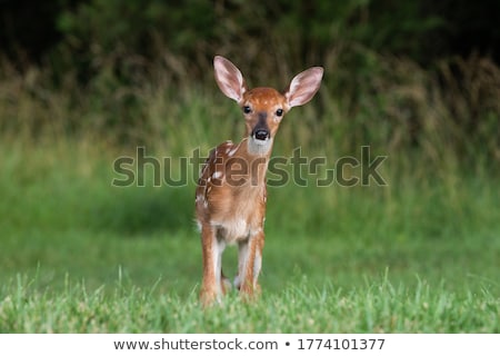 Stockfoto: Asgeboren · Whitetail · Deer · Fawn