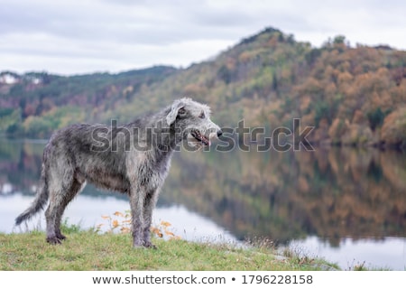 Foto stock: Irish Wolfhound