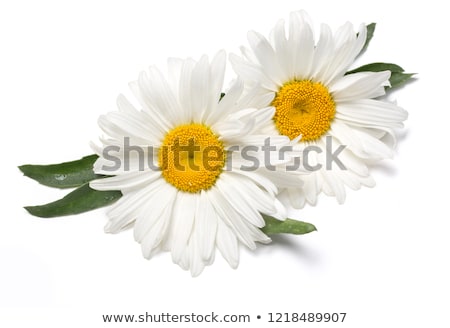 Foto stock: Camomiles