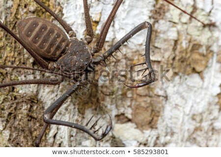 Foto stock: A Whip Spider