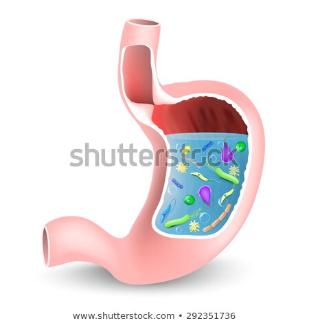 [[stock_photo]]: Stomach With Bacteria And Other Microbes