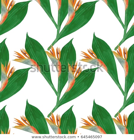 Stockfoto: Watercolor Tropical Leaves Isolated On White Background Vector Illustration