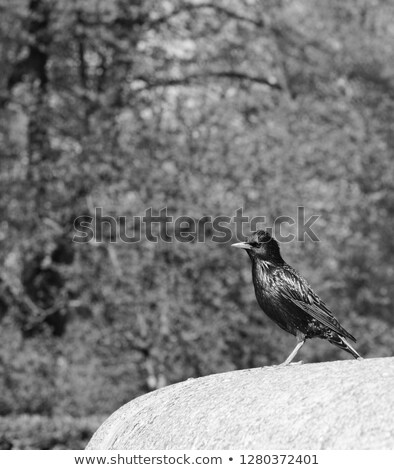 Foto stock: Starling With Iridescent Feathers On Stone Ledge