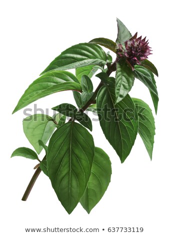 Foto stock: Thai Holy Basil Stem Paths