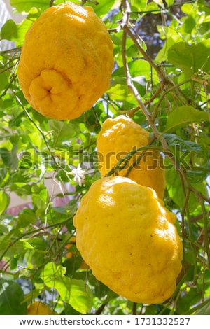 Foto d'archivio: Citron Exotic Juicy Large Fragrant Citrus Fruit