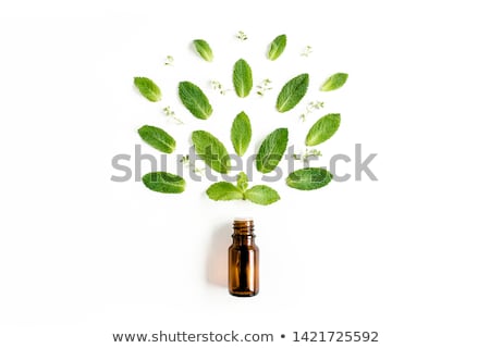 Zdjęcia stock: Floral Background With Mint Leaves