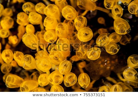 ストックフォト: Close Up Of Hard Stony Coral