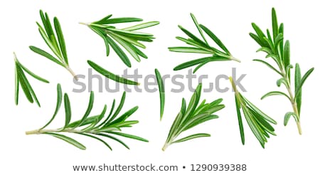 Zdjęcia stock: Rosemary