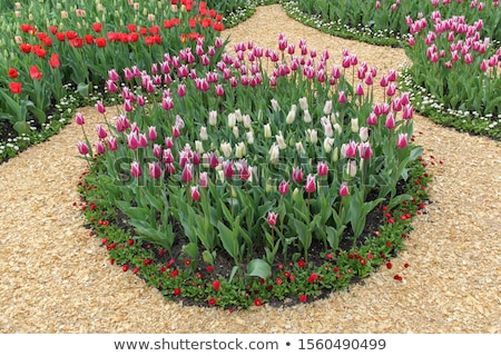 Сток-фото: Glade Of Red And Purple Fresh Tulips Colorful Tulips In The Garden