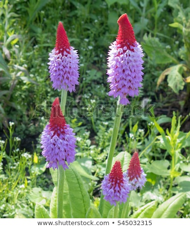 Foto stock: Primula Vialii Flower Spike Red Hot Poker Primrose