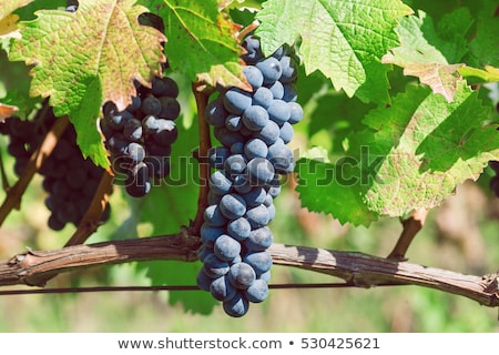 Сток-фото: Vineyard On Harvesting Time