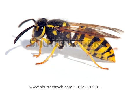 Stock photo: Sitting Wasp