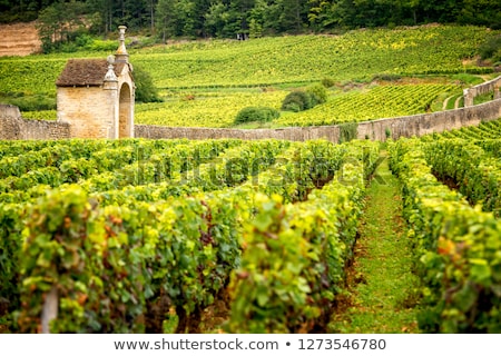 Сток-фото: Vineyards In Burgendy Region