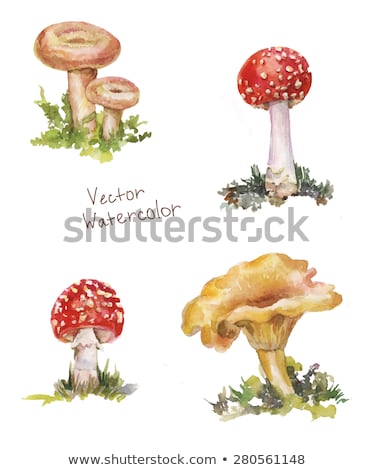 Сток-фото: Illustration Chanterelles Mushrooms On Watercolor Paper