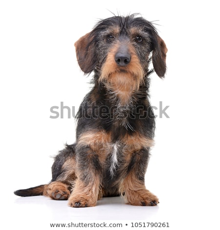 Foto stock: Wired Hair Dachshund In Sitting In White Studio